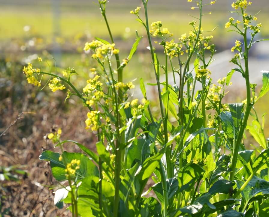 茨城ガストロノミーの食体験