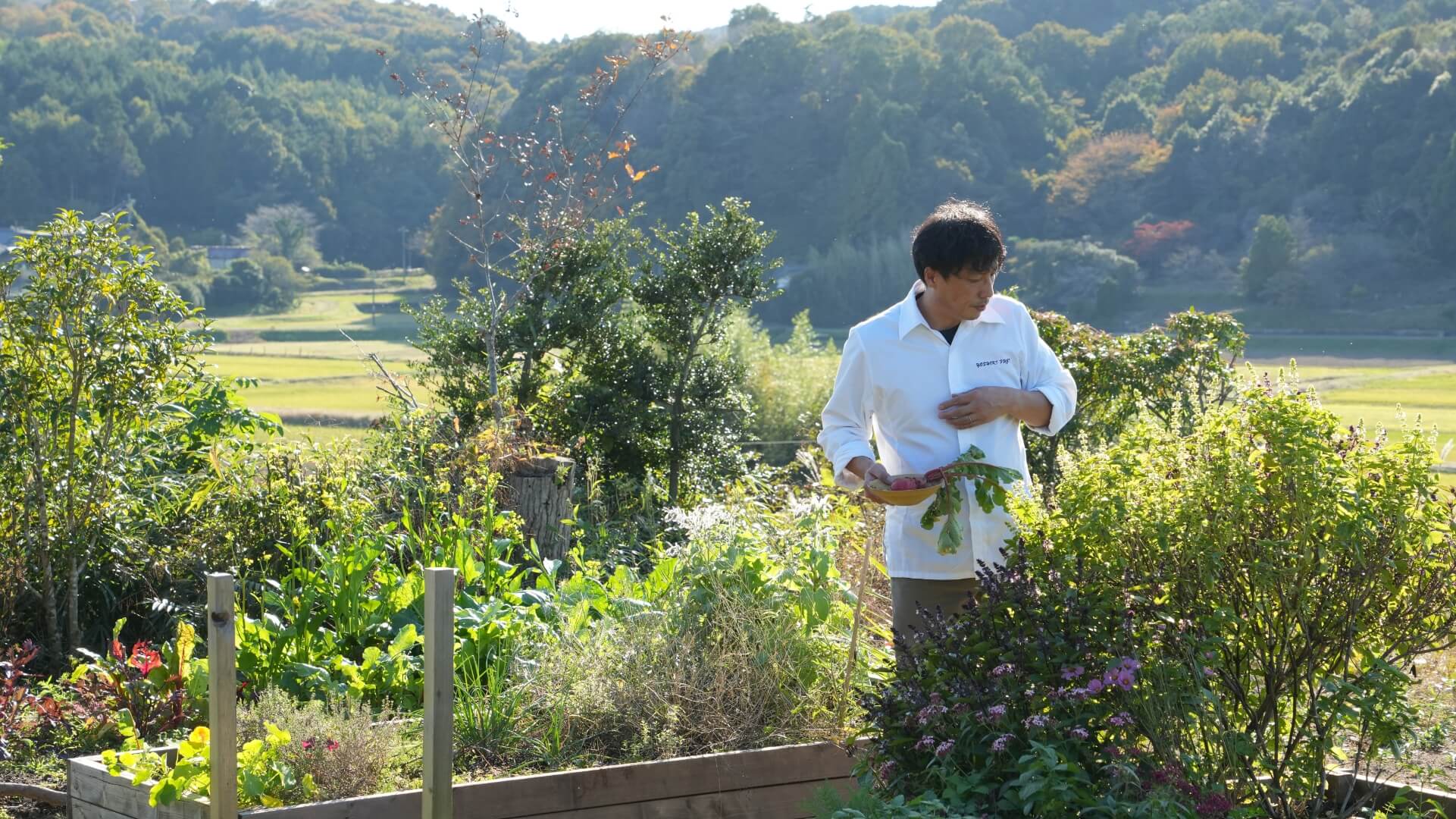 ハーブをつむシェフ